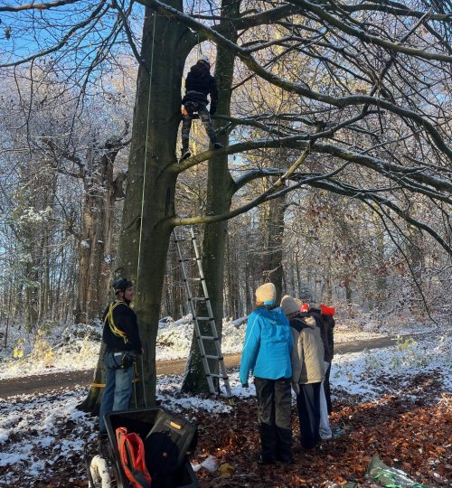 Teambuilding - træklatring Vinter