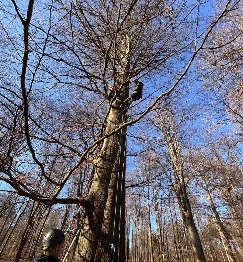 Træklatring høj vinter